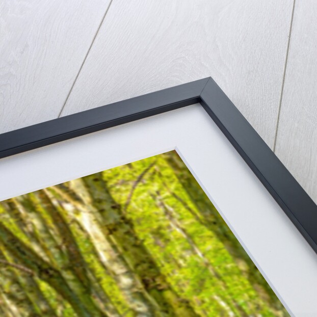 Bluebells by Assaf Frank